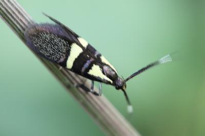<i>Dasycera oliviella</i>