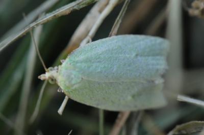 <i>Tortrix viridana</i>