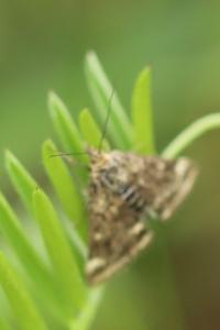 <i>Pyrausta despicata</i>