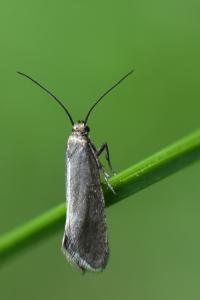 <i>Glyphipterix fuscoviridella</i>