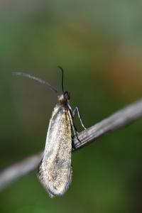 <i>Glyphipterix fuscoviridella</i>