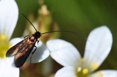 <i>Cauchas rufimitrella</i>
