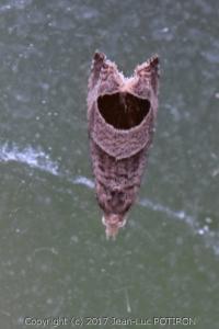 <i>Notocelia uddmanniana</i>