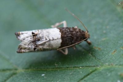 <i>Notocelia roborana</i>