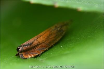 <i>Dichrorampha vancouverana</i>