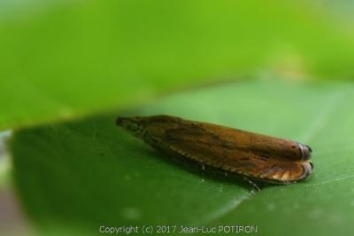 <i>Dichrorampha vancouverana</i>