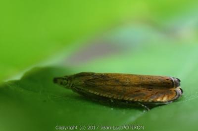 <i>Dichrorampha vancouverana</i>