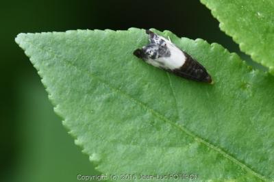 <i>Notocelia cynosbatella</i>