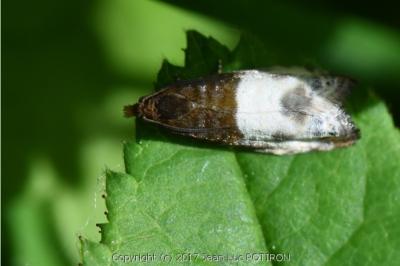 <i>Notocelia cynosbatella</i>
