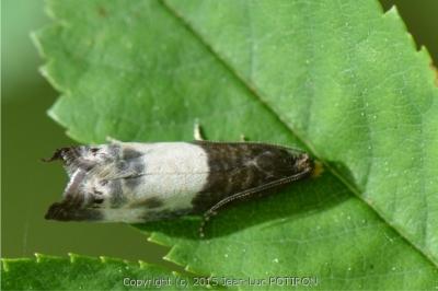 <i>Notocelia cynosbatella</i>