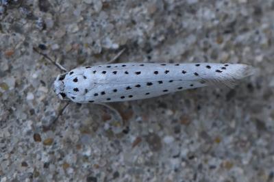 <i>Yponomeuta evonymella</i>