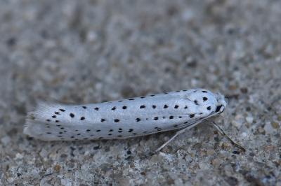 <i>Yponomeuta evonymella</i>