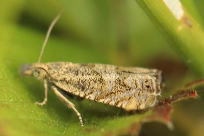 <i>Dichrorampha</i>