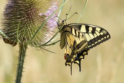 Machaon 