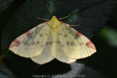 Citronnelle rouillée 