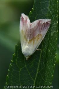 Noctuelle purpurine 