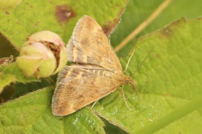 <i>Pyrausta despicata</i>
