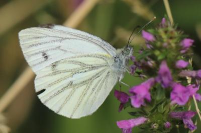 Piéride du Navet 