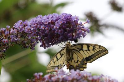 Machaon 