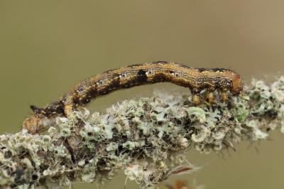 Erannis defoliaria