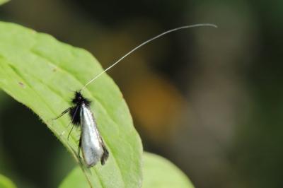 Adela reaumurella
