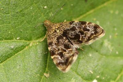 <i>Anthophila fabriciana</i>