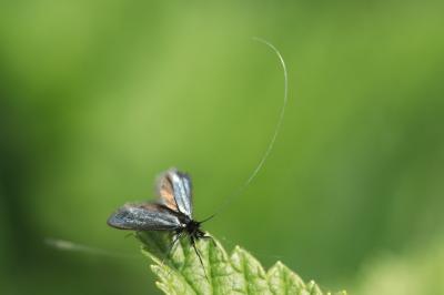 <i>Adela reaumurella</i>