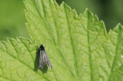 <i>Adela reaumurella</i>