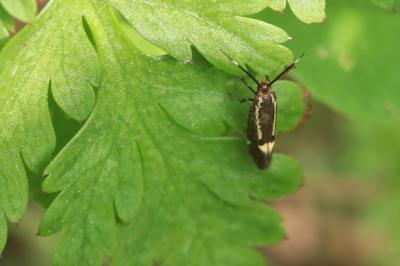<i>Esperia sulphurella</i>