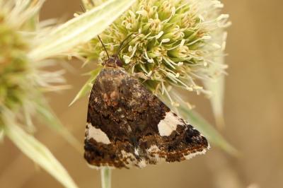 Noctuelle en deuil 