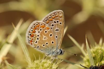 Polyommatus icarus