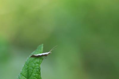 <i>Plutella xylostella</i>
