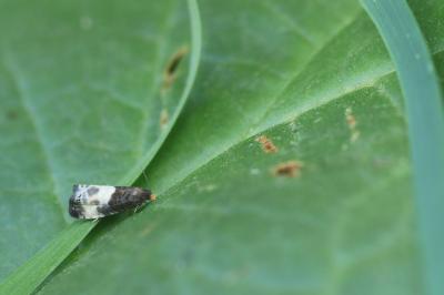<i>Notocelia cynosbatella</i>