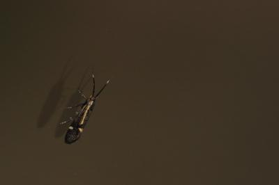<i>Esperia sulphurella</i>
