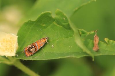 <i>Olethreutes arcuella</i>