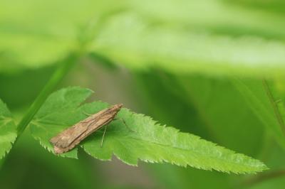 <i>Nomophila noctuella</i>