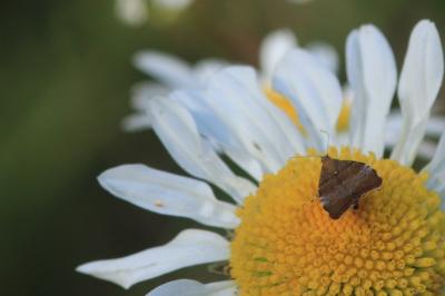 <i>Choreutis nemorana</i>