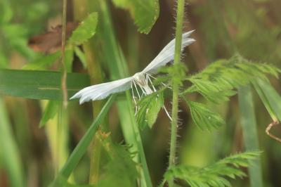 <i>Pterophorus pentadactylus</i>