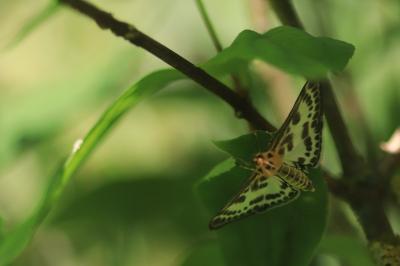 <i>Anania hortulata</i>