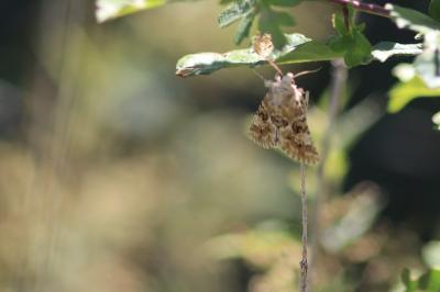 Noctuelle jaunâtre 