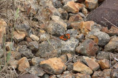 Petite Tortue 