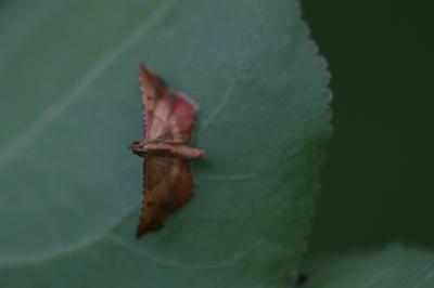 <i>Endotricha flammealis</i>