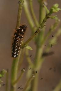 Noctuelle de la Patience 