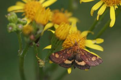 <i>Pyrausta aurata</i>