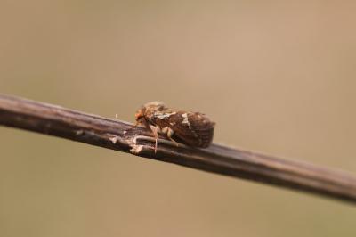 Louvette 