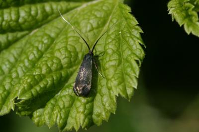 <i>Adela reaumurella</i>