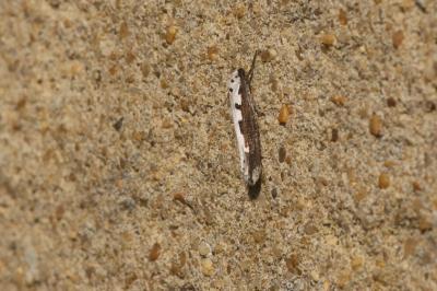 <i>Ethmia bipunctella</i>