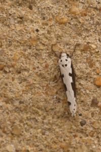 <i>Ethmia bipunctella</i>