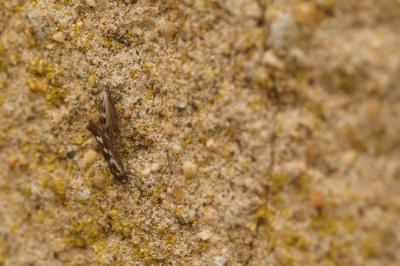<i>Scythris limbella</i>