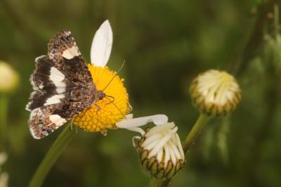 Noctuelle en deuil 
